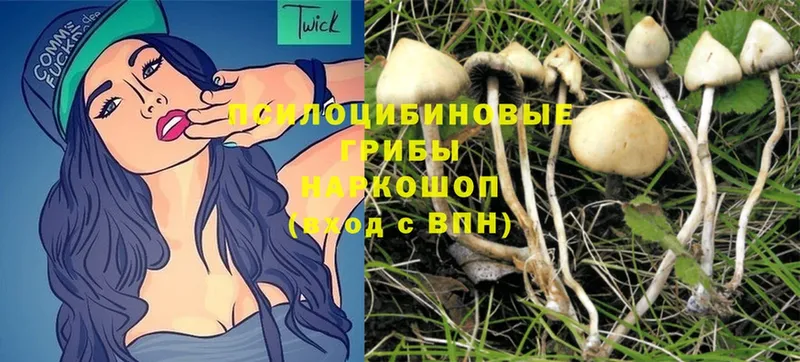 Галлюциногенные грибы MAGIC MUSHROOMS  как найти наркотики  Воткинск 